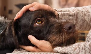 Pet Keeping